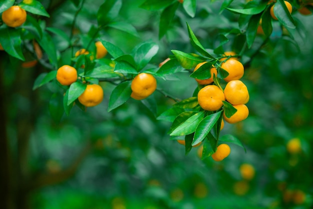 Mandarini maturati sul ramo di un albero verde nel frutteto