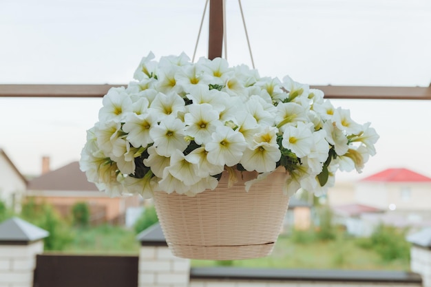 Manden met hangende petuniabloemen op de veranda Petuniabloem in een hangende potwitte petunia