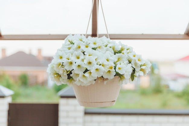 Manden met hangende petuniabloemen op de veranda Petuniabloem in een hangende potwitte petunia