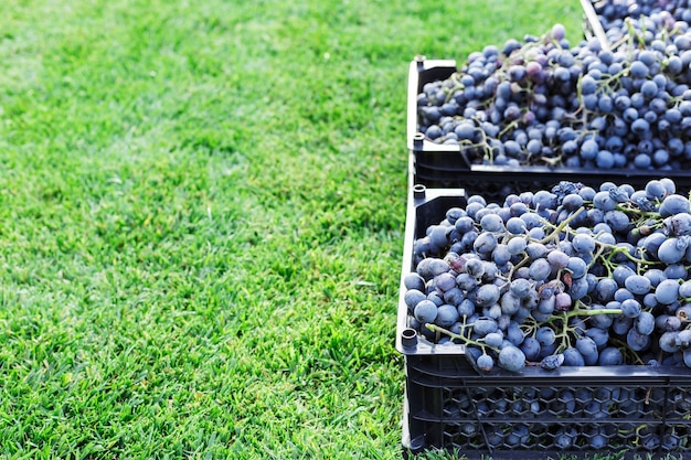 Manden Rijpe trossen zwarte druiven buiten. Herfst druiven oogsten in wijngaard op gras Kopieer de ruimte