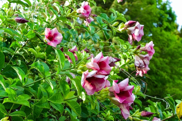 Mandevilla sanderi in de tuin