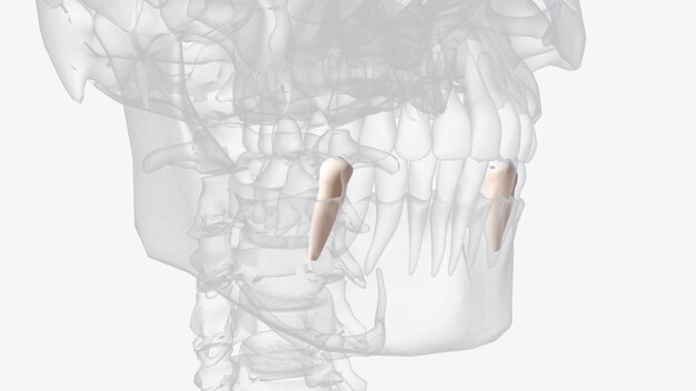 Mandibular second premolars have three cusps