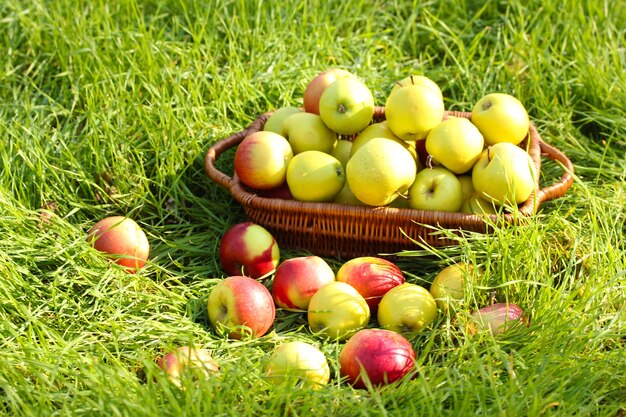 Mandje met verse rijpe appels in de tuin op groen gras