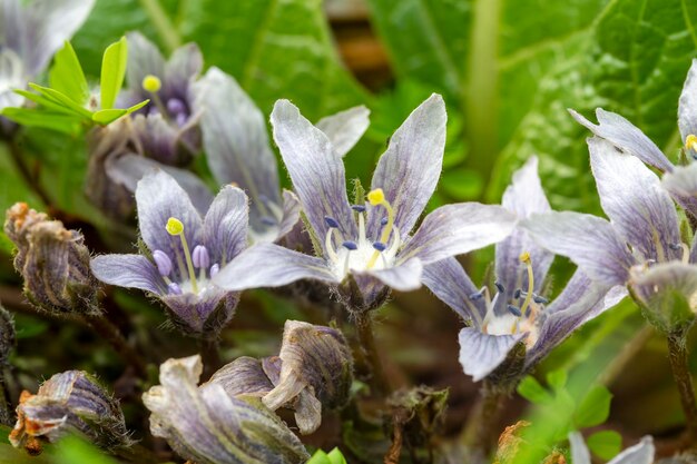 Mandragora plant genus Plant with leaves and lilac flowers in nature Forest flowers background Purple flowers of Mandragora autumnalis plant