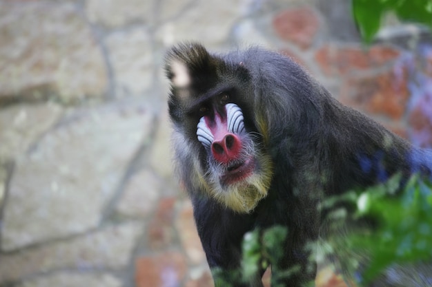 Mandril. Aap in de dierentuin.