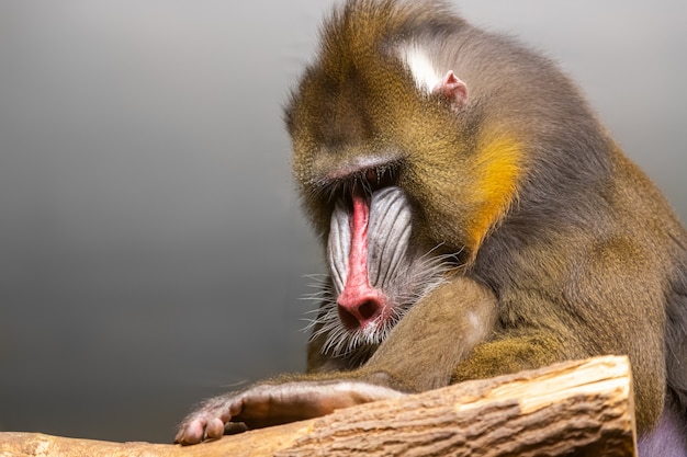 Mandril zit op een bewolkte dag op een boom