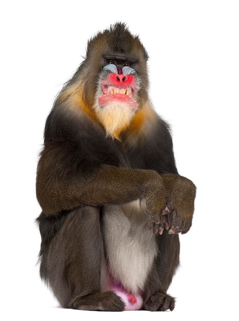 Mandril zittend en grimassen, mandrillus sfinx, 22 jaar oud, primaat van de familie aap uit de oude wereld tegen witte ruimte