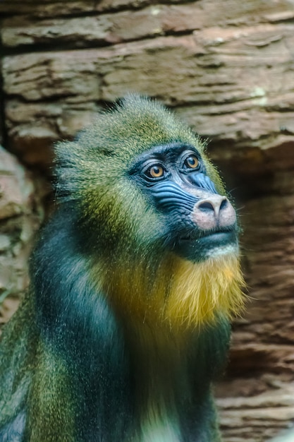 Mandrill face (Mandrillus sphinx)