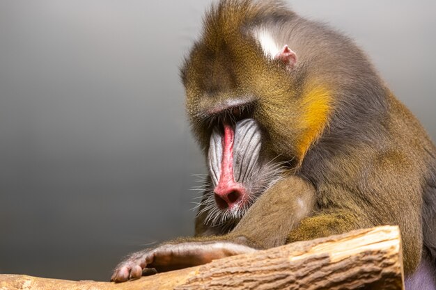 Mandrill  is sitting on a tree on a cloudy day