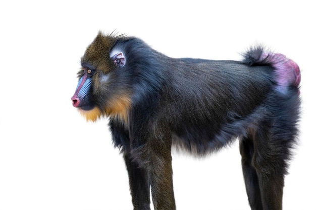 Mandrill isolated on white background Walking monkey side view mandrill isolate on white