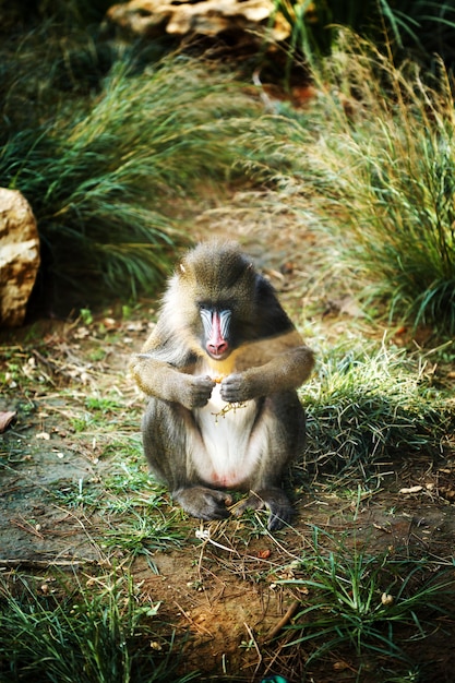 Foto mandrill (mandrillus sphinx) mangiare