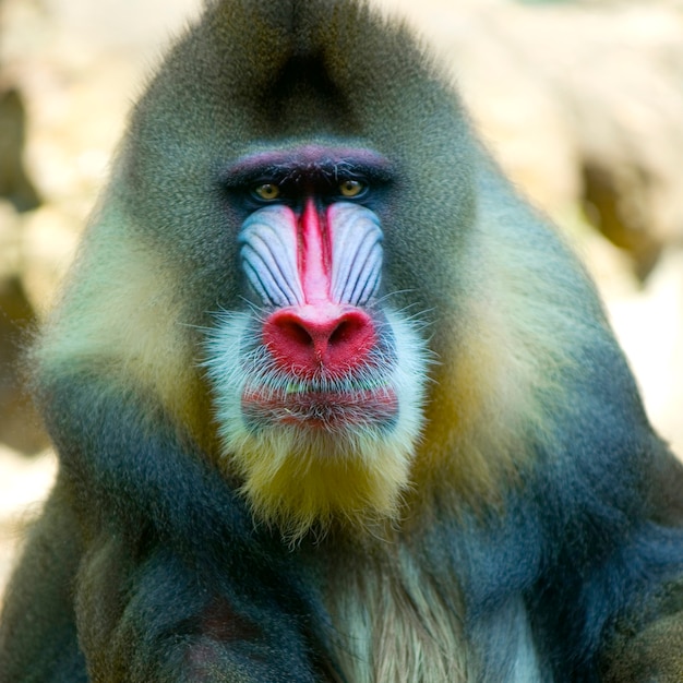 動物園でマンドリルスフィンクス