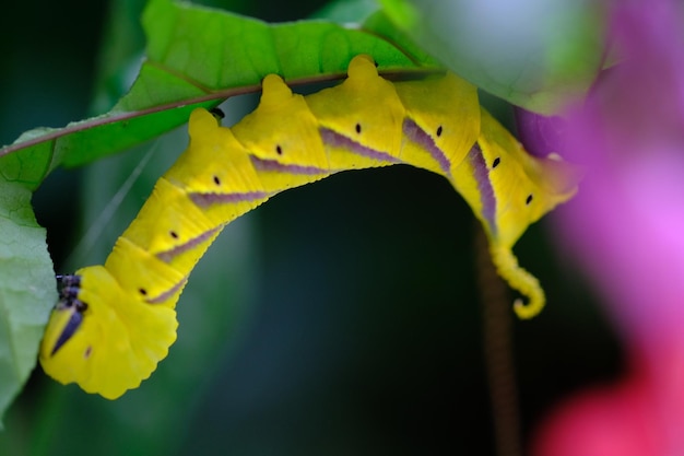 manduca sexta (またはタバコ hornworm としてよく知られている) は、スズメガ科の蛾です。