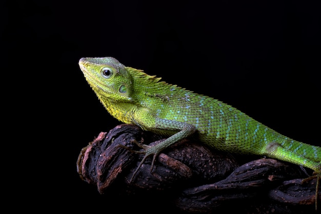 Maned forest lizard in black background