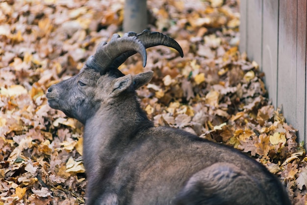 有人の雄羊は動物園で干し草の動物を食べます雄羊の大きな丸い角