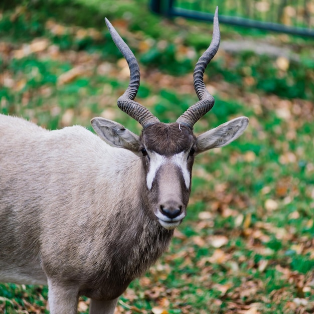 The maned ram eats hay animal in the zoo large rounded horns of\
a ram