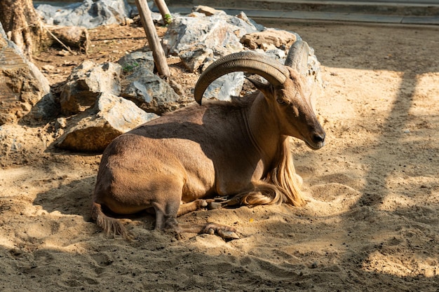 たてがみのある雄羊は、動物園の動物の干し草を食べる 雄羊の大きな丸い角