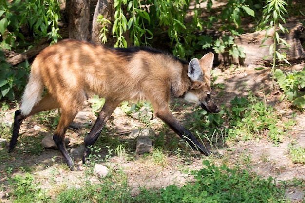 森の中で逃げている毛皮のオオカミ