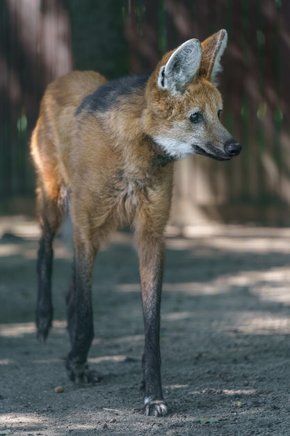 Maned wolf