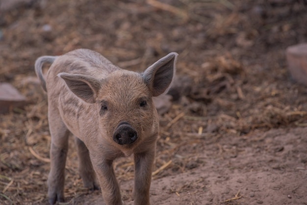 Mangalica, een Hongaars varkensras.