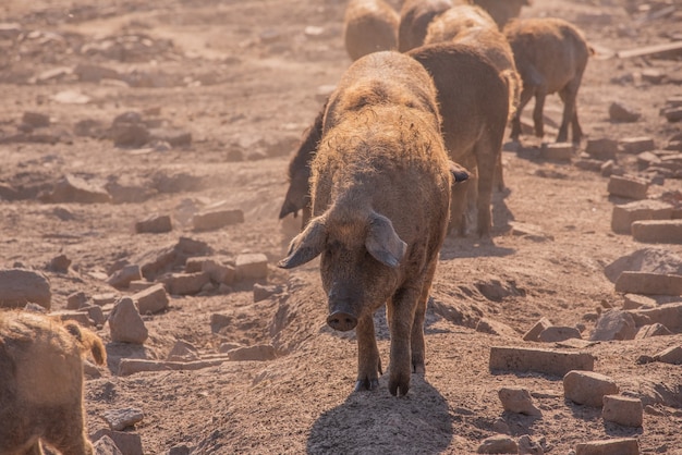 Photo mangalica a hungarian breed of domestic pig.