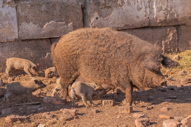 Mangalica a Hungarian breed of domestic pig.