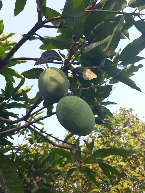 manggo fruit