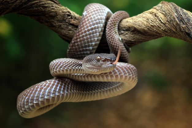 Manggrove Pit Viper slang close-up gezicht dier close-up