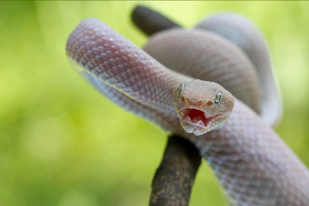 Manggrove Pit Viper slang close-up hoofd dierlijke close-up slang vooraanzicht