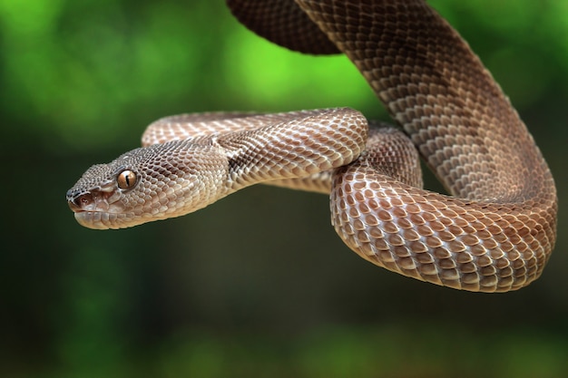 Manggrove pit viper snake closeup face