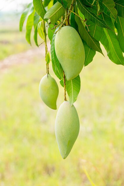 mango aan de boomVerse groene en gele mango's aan een mangoboom Mangifera indica