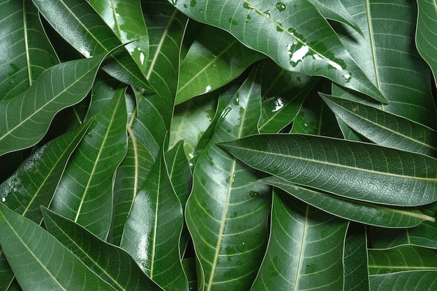 Mango bladeren achtergrond mooie frisse groene groep met duidelijke blad ader textuur detail kopie ruimte bovenaanzicht close-up macro Tropisch concept
