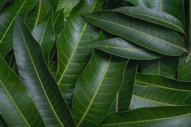 Mango bladeren achtergrond mooie frisse groene groep met duidelijke blad ader textuur detail kopie ruimte bovenaanzicht close-up macro Tropisch concept