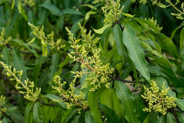 Mango bloemen