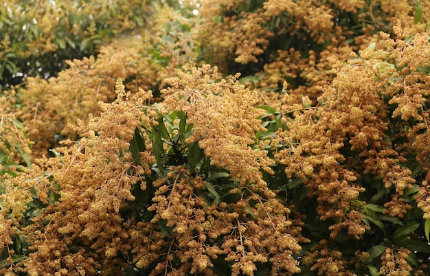 Fiori di mango di fioritura sugli alberi nel frutteto.