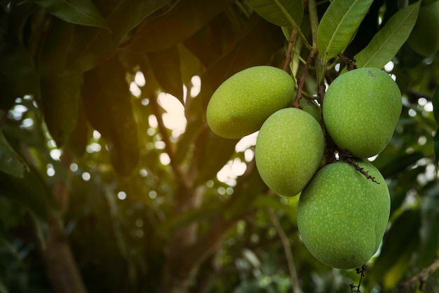 Mango close-up foto