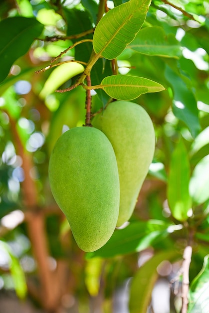Mango die op de mangoboom met bladachtergrond hangt in de tuinboomgaard van de zomerfruit, jong ruw groen mangofruit