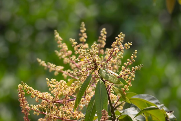 Photo mango flower in a mango tree