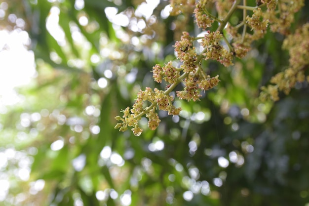 Foto fiori e foglie di mango sullo sfondo