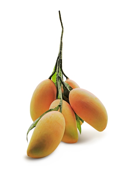 Mango from a replica is made of plastic with clipping path.