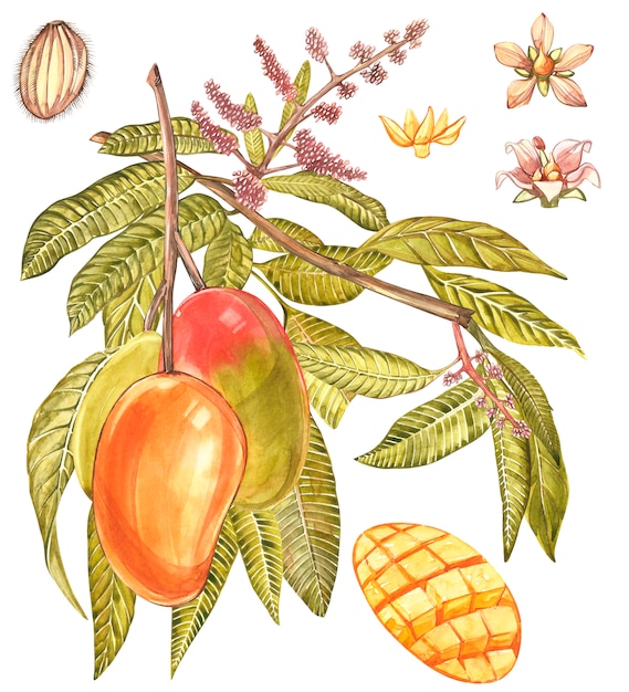 Mango Fruit and flowers isolated