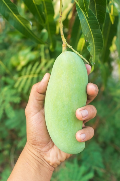 Mango fruit hanging on a mango tree.