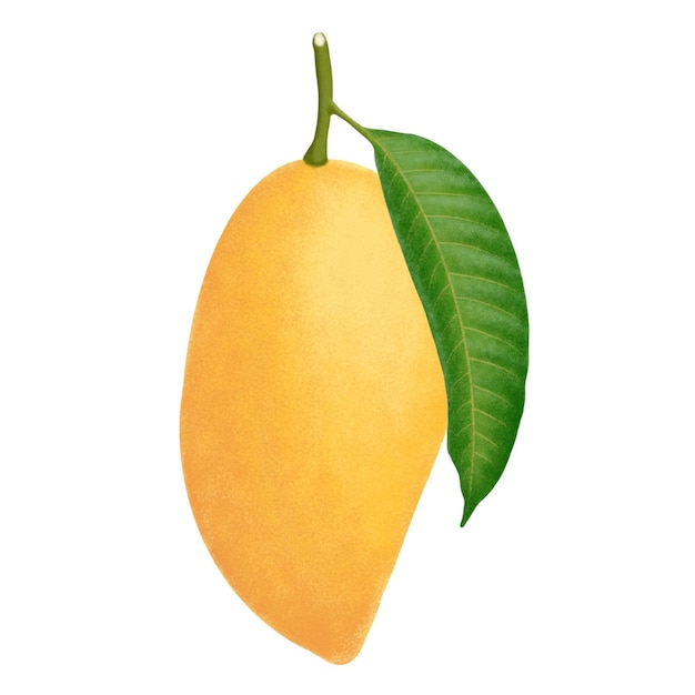 Mango fruit illustration