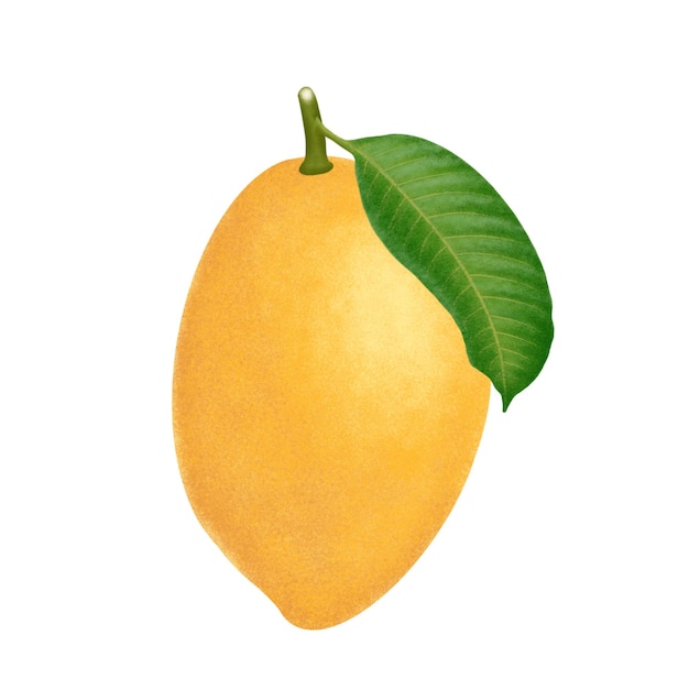 Mango fruit illustration