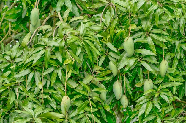 Плоды манго находятся на дереве.