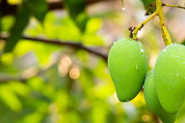 Frutto di mango sull'albero. mango verde fresco e copia spazio.