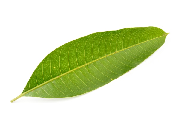 Mango green leaves nature on white background