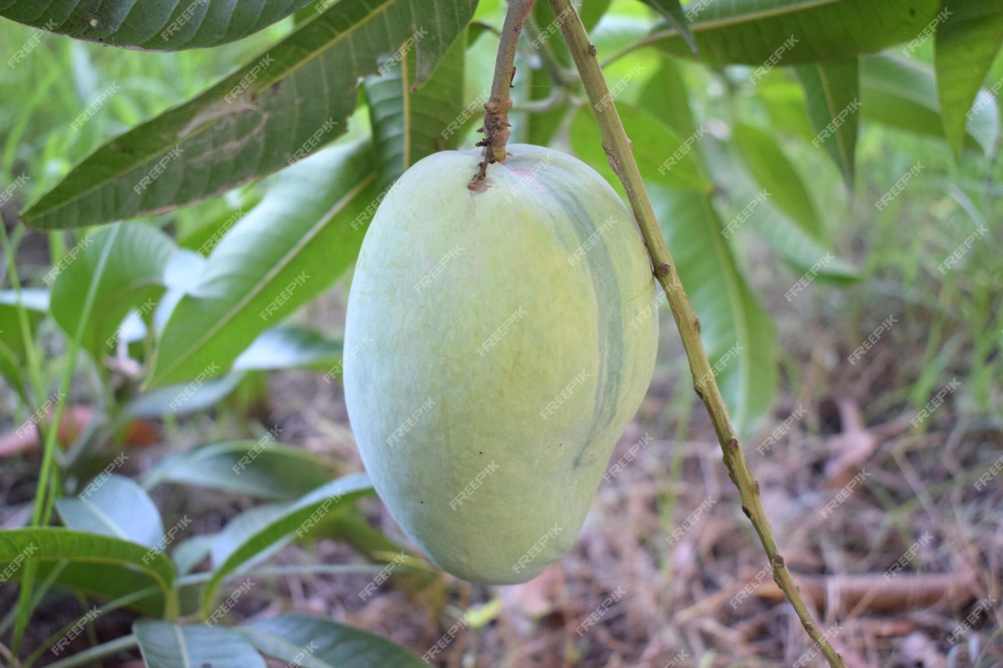 Premium Photo | A mango hanging from a tree with a green color of the mango