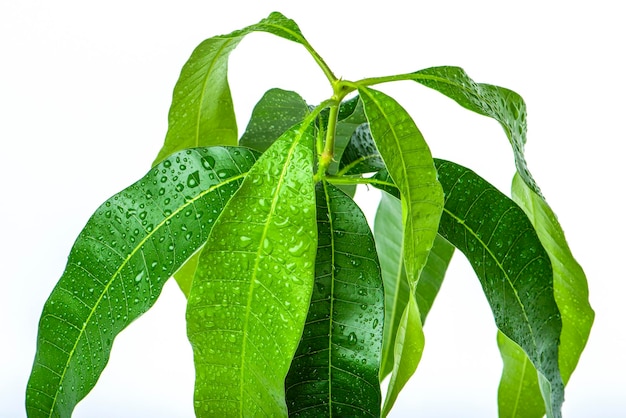 Mango laat close-up op een witte achtergrond groene bladeren van exotische planten met waterdruppels zorg en c...