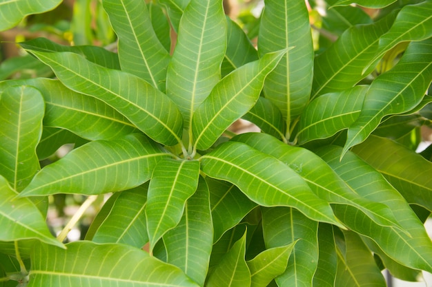 Mango leaf background